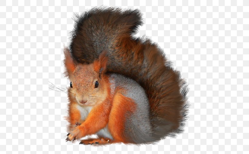 Rodent Red Squirrel Tree Squirrel Clip Art, PNG, 500x510px, Rodent, Animal, Eastern Gray Squirrel, Fauna, Fox Squirrel Download Free