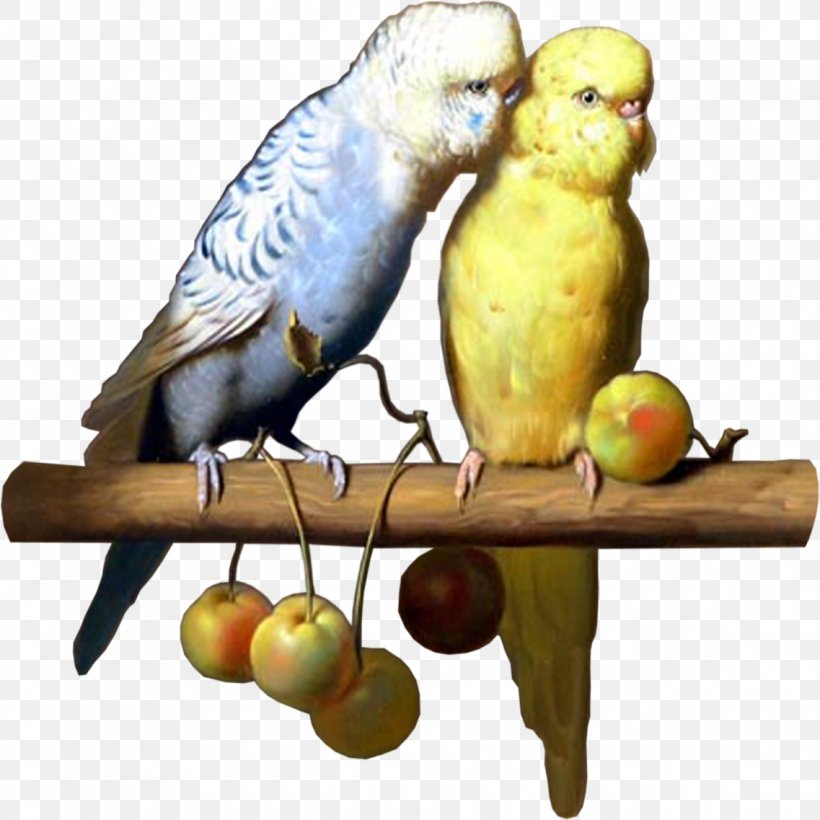 Bird Parrot Budgerigar Parakeet Clip Art, PNG, 1137x1137px, Bird, Beak, Bird Supply, Blog, Budgerigar Download Free