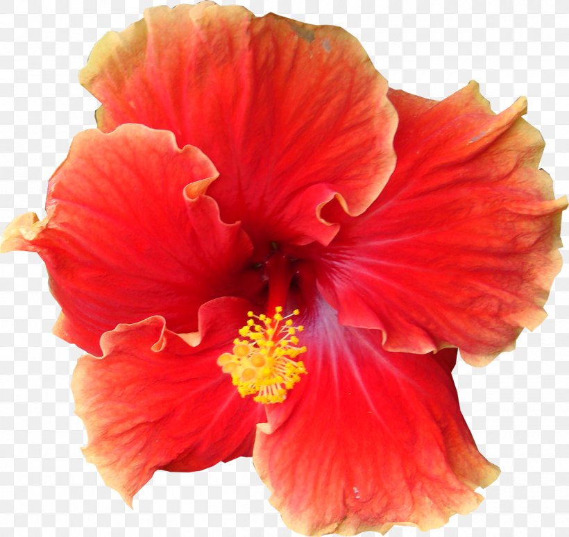Flower Shoeblackplant, PNG, 1200x1133px, Flower, China Rose, Chinese Hibiscus, Color, Computer Software Download Free