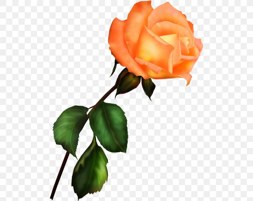 Garden Roses Blue Rose Clip Art, PNG, 500x652px, Garden Roses, Blue Rose, Bud, Centifolia Roses, China Rose Download Free