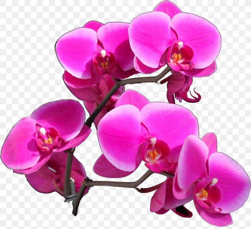 Moth Orchids Cut Flowers Color, PNG, 1200x1096px, Orchids, Color, Cut Flowers, Flower, Flowering Plant Download Free