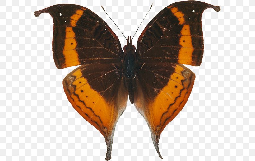 Monarch Butterfly Lycaenidae Pieridae, PNG, 603x517px, Monarch Butterfly, Animal, Art Museum, Arthropod, Bandar Abbas Download Free