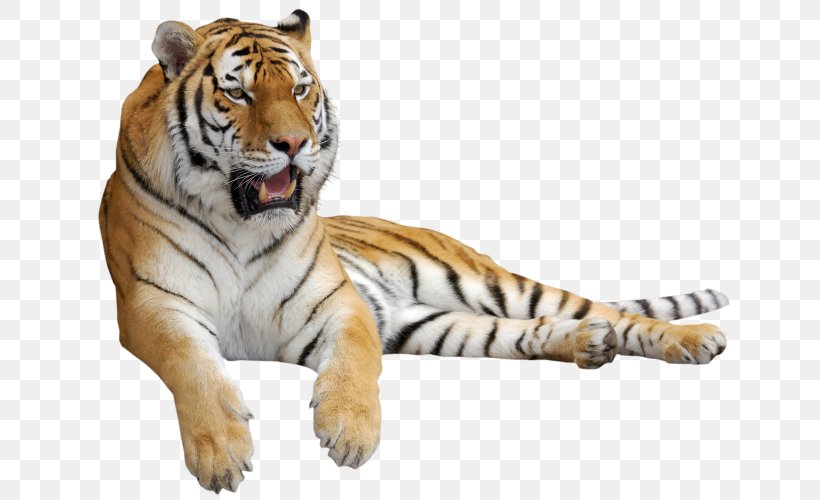 Tiger Self-knowledge Dalai Lama Whiskers Személyiség, PNG, 640x500px, Tiger, Big Cat, Big Cats, Carnivoran, Cat Download Free