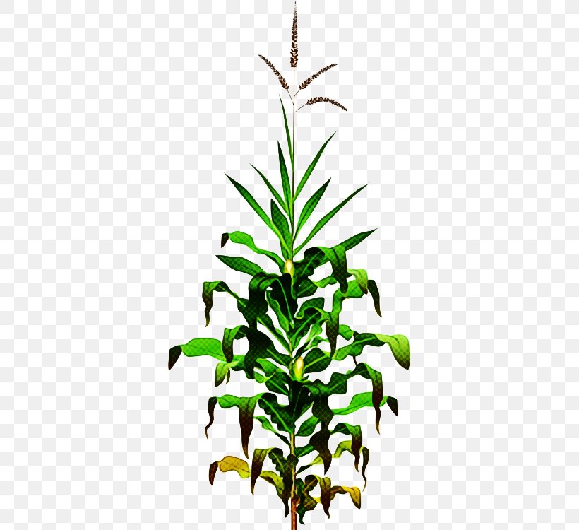 Flower Plant Leaf Plant Stem Terrestrial Plant, PNG, 343x750px, Flower, Herb, Herbaceous Plant, Houseplant, Leaf Download Free