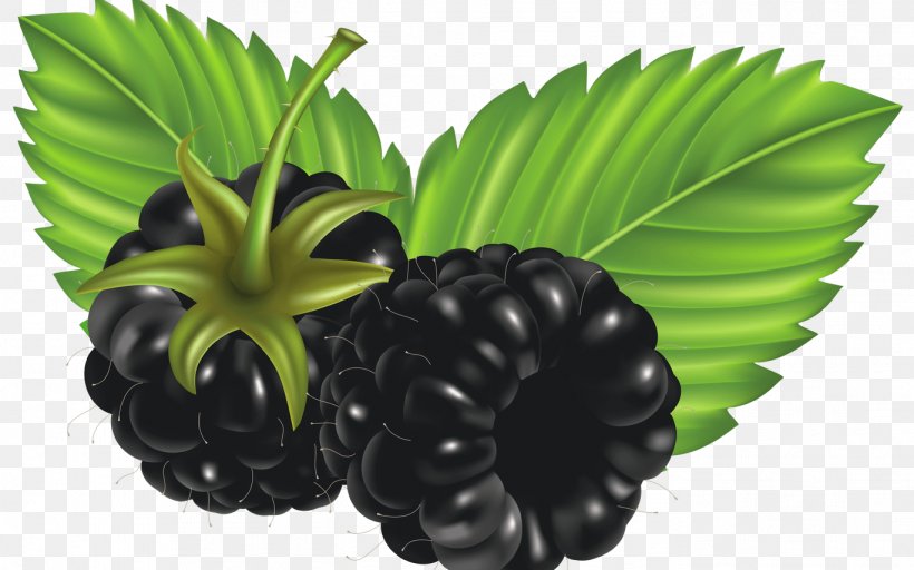 Fruit Blackberry Clip Art, PNG, 1368x855px, Fruit, Berry, Blackberry, Blueberry, Plant Download Free