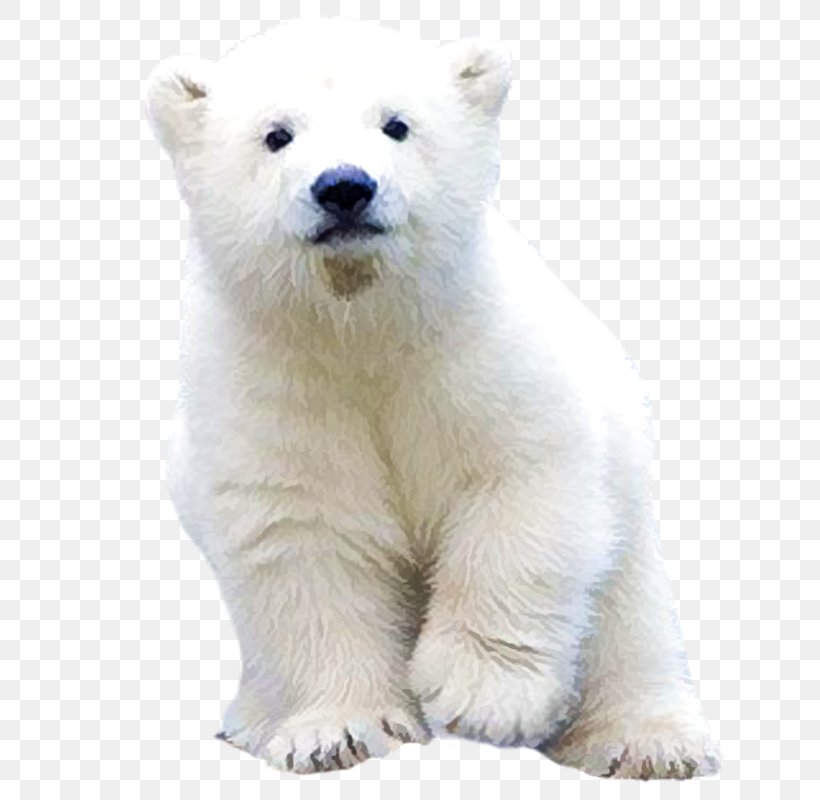 Polar Bear, PNG, 800x800px, Watercolor, Cartoon, Flower, Frame, Heart Download Free