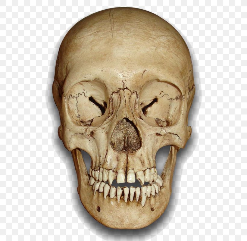 Skull Clip Art, PNG, 800x800px, Skull, Bone, Head, Human Skeleton, Image Resolution Download Free