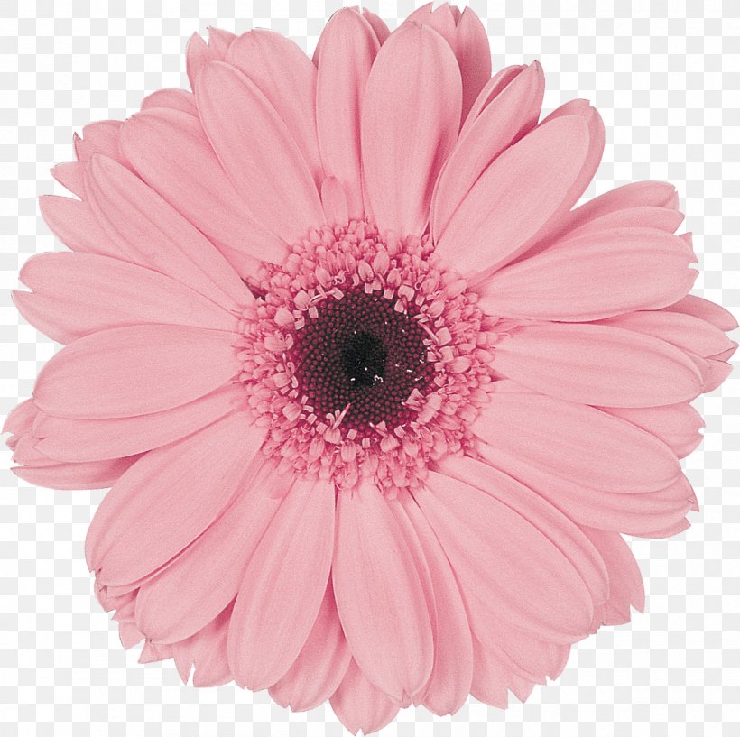 Transvaal Daisy Pink Eraser Poster Flower, PNG, 1200x1196px, Transvaal Daisy, Assortment Strategies, Blue, Color, Common Daisy Download Free