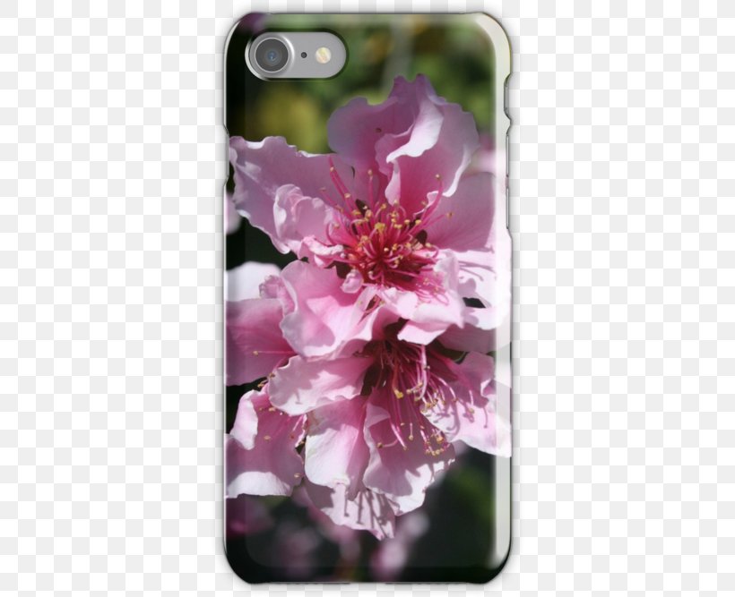 Blossom Flower Tapestry The Tao Of Zen Taoism, PNG, 500x667px, Blossom, Cherry Blossom, Flower, Flowering Plant, Herbaceous Plant Download Free