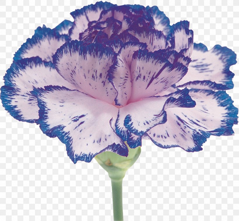 Carnation Flower Petal Photography, PNG, 1200x1111px, Carnation, Blue, Color, Cut Flowers, Flower Download Free