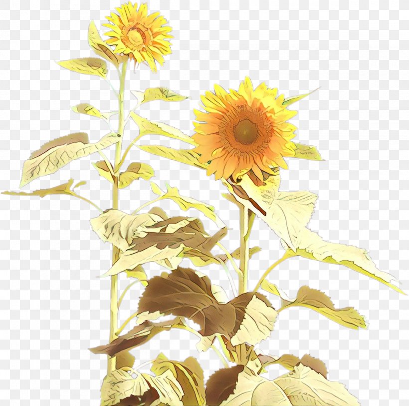 Four Withered Sunflowers Two Cut Sunflowers Common Sunflower Clip Art, PNG, 1200x1191px, Two Cut Sunflowers, Art, Asterales, Chrysanthemum, Common Sunflower Download Free