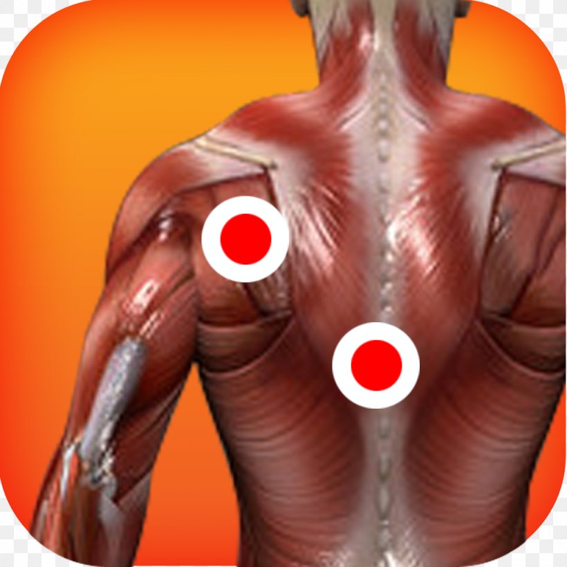 Myofascial Trigger Point Muscle Human Body Anatomy Therapy, PNG, 1024x1024px, Watercolor, Cartoon, Flower, Frame, Heart Download Free