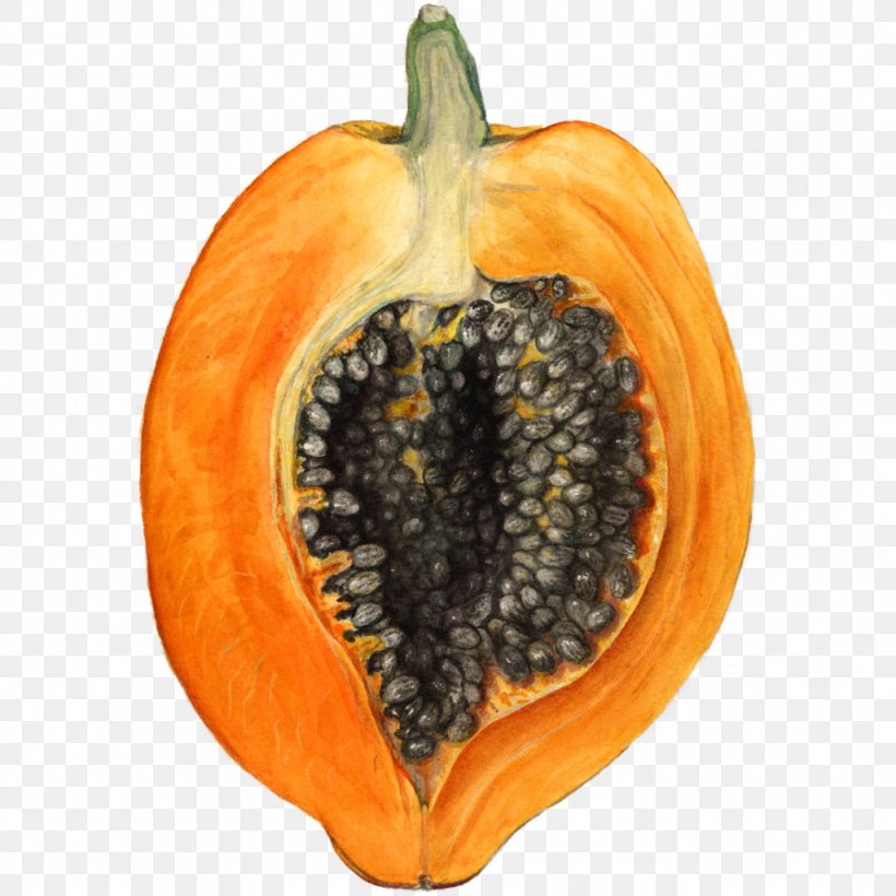 United States Papaya Botany Guava Fruit, PNG, 1024x1024px, United States, Art, Botanical Illustration, Botany, Calabaza Download Free