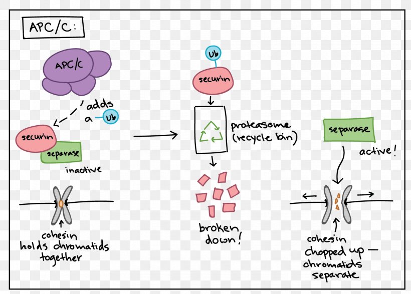 Anaphase-promoting Complex Securin Maturation Promoting Factor Mitosis, PNG, 1544x1106px, Watercolor, Cartoon, Flower, Frame, Heart Download Free