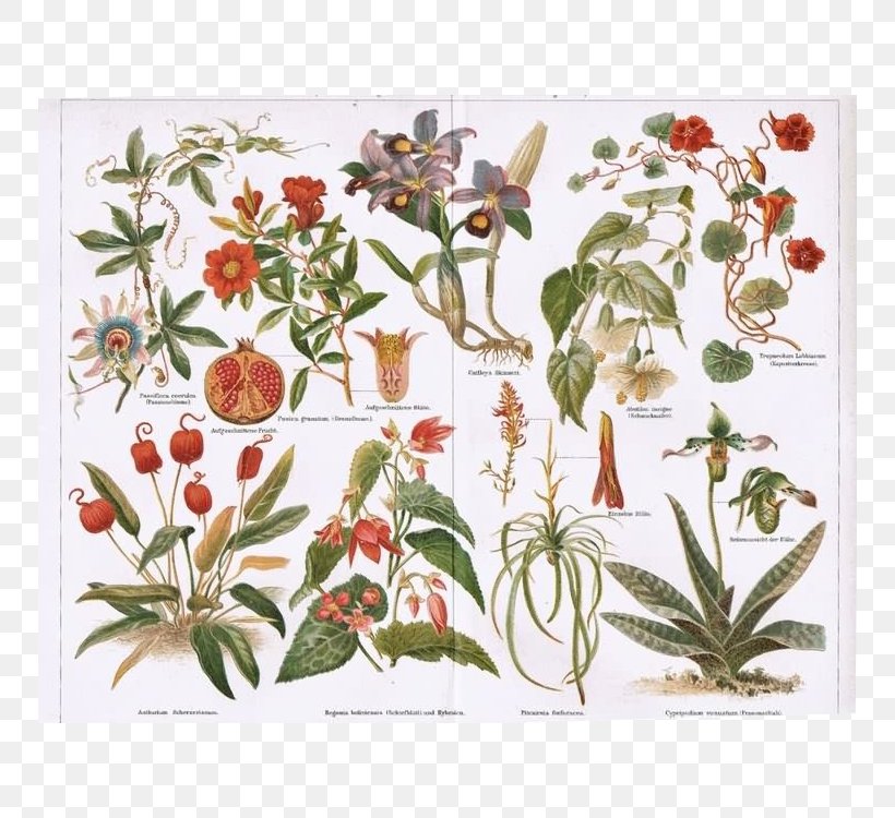 Botanical Illustration Botany Vintage Print Printing, PNG, 750x750px, Botanical Illustration, Art, Begonia, Botany, Cut Flowers Download Free