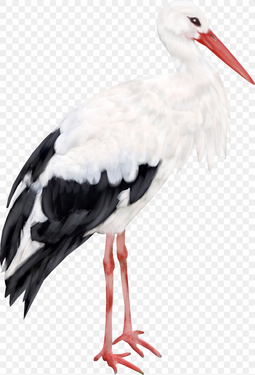 Common Crane Computer File, PNG, 1456x2137px, Stork, Beak, Bird, Ciconiiformes, Computer Software Download Free