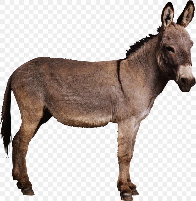 Donkeys In North America Horse Mule, PNG, 2910x2983px, Notorious Pleasures, Donkey, Eating, Fauna, Food Download Free