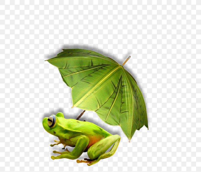La Reine Des Grenouilles Tree Frog, PNG, 725x702px, Tree Frog, Amphibian, Animal, Blog, Cat Download Free