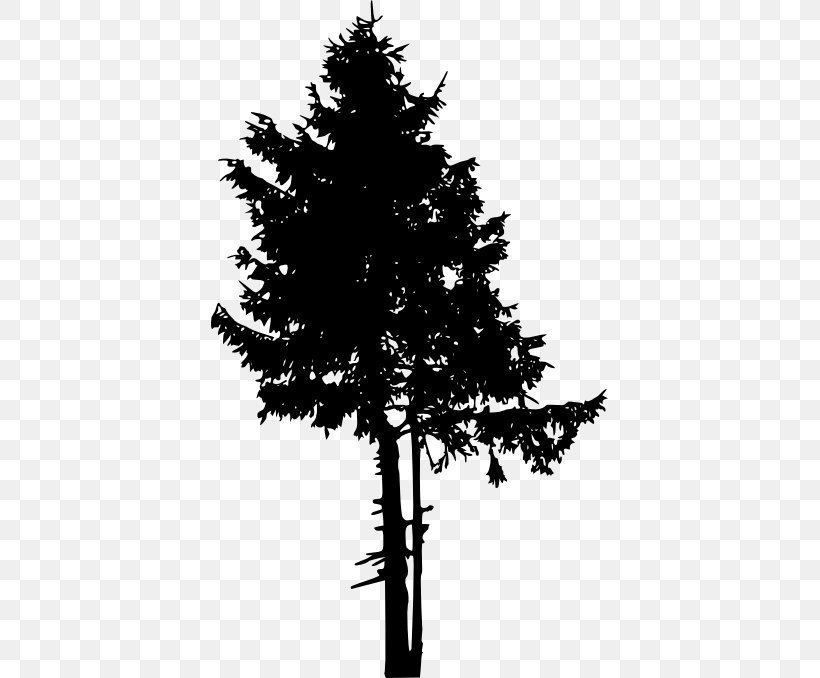 Spruce Pine Fir Tree, PNG, 397x678px, Spruce, Black And White, Black Pine, Branch, Christmas Decoration Download Free