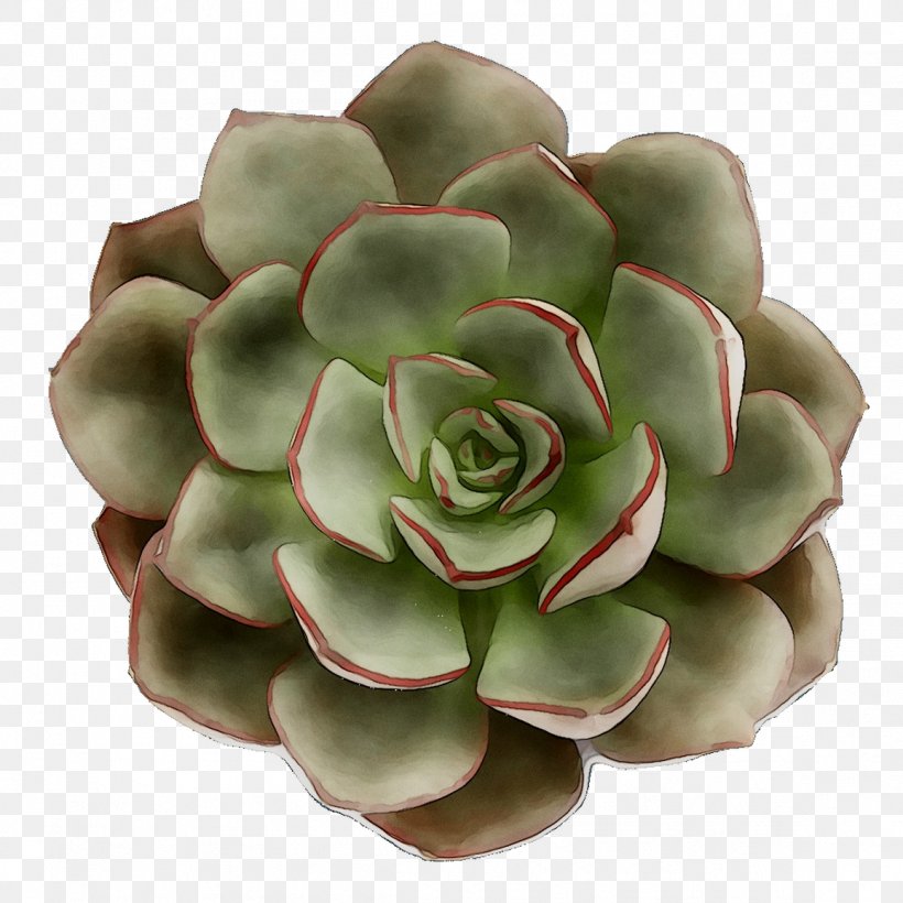 Stonecrops, PNG, 1157x1157px, Stonecrops, Agave, Echeveria, Flower, Pachyphytum Download Free