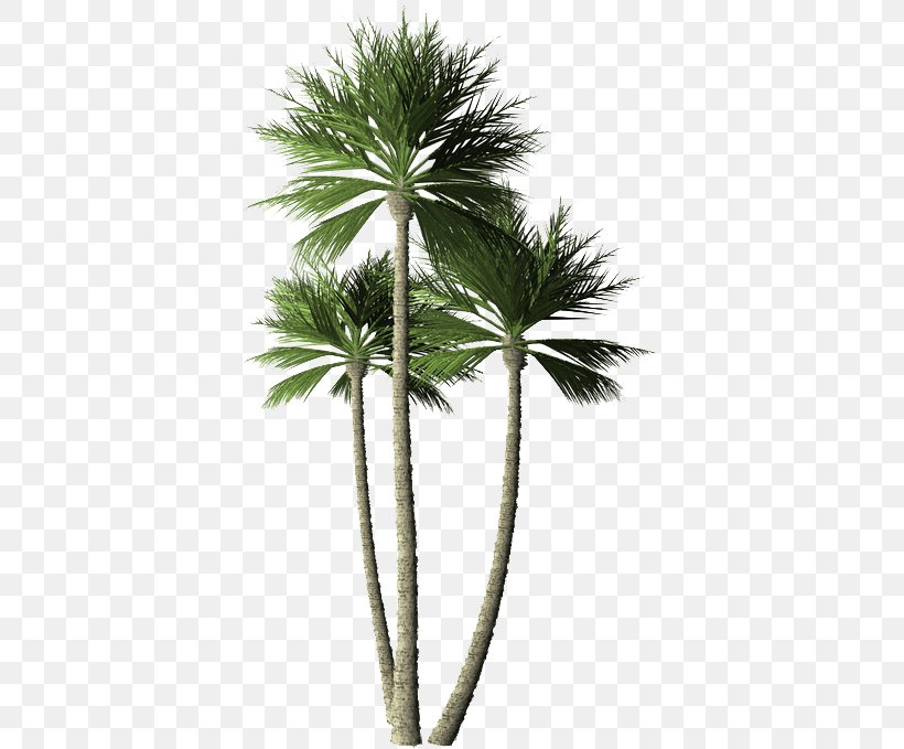 Asian Palmyra Palm Arecaceae Plant Coconut Tree, PNG, 386x679px, Asian Palmyra Palm, Areca Palm, Arecaceae, Arecales, Borassus Flabellifer Download Free