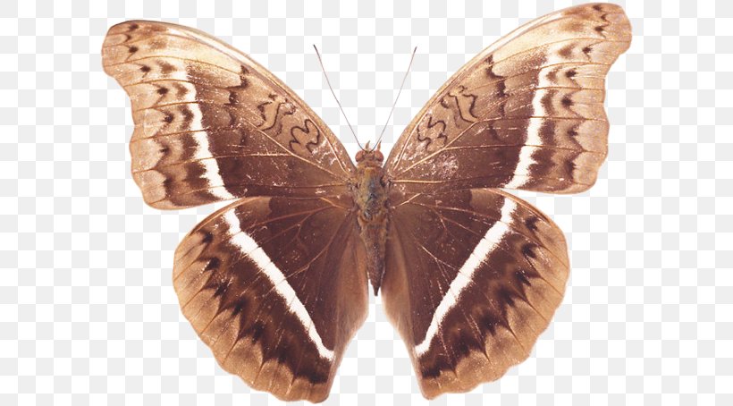 Brush-footed Butterflies Gossamer-winged Butterflies Silkworm Butterfly Moth, PNG, 600x454px, Brushfooted Butterflies, Arthropod, Bombycidae, Brush Footed Butterfly, Butterfly Download Free