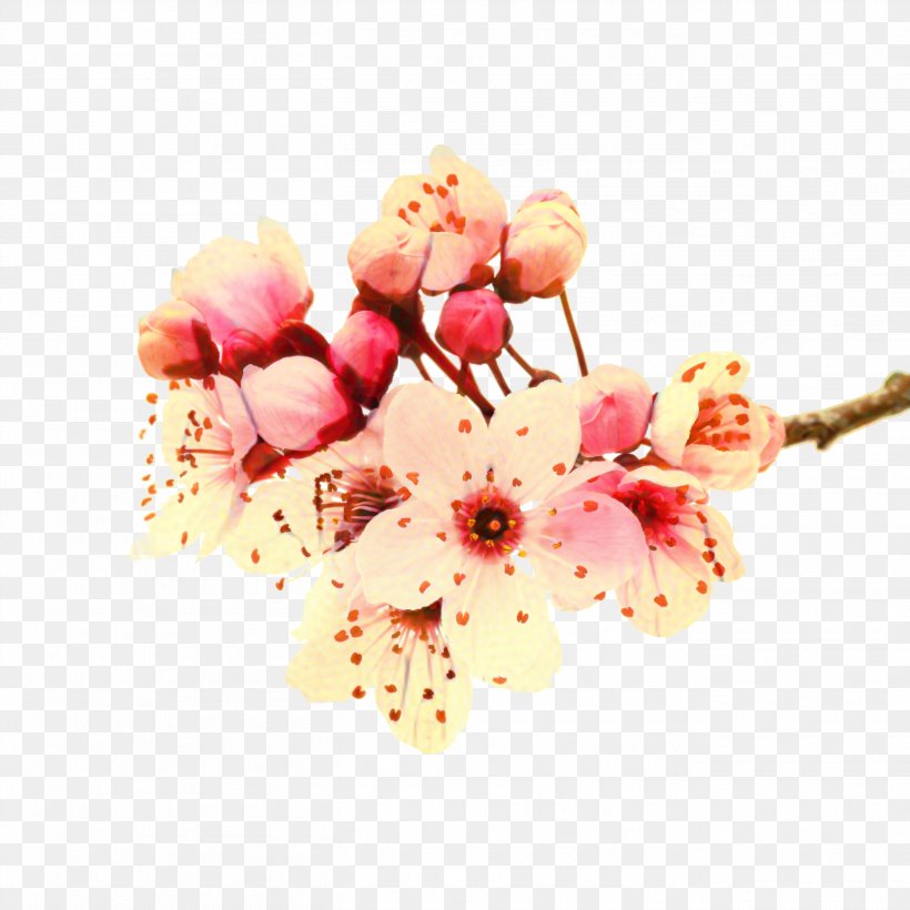 Cherry Blossom Cartoon, PNG, 2714x2714px, Shampoo, Artificial Flower, Balsam, Blossom, Branch Download Free