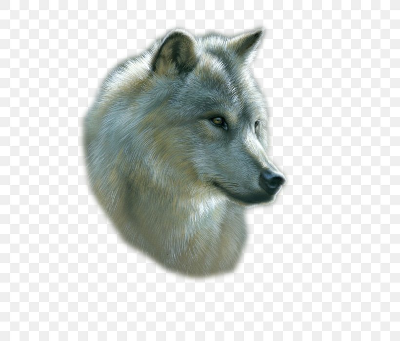 Gray Wolf Drawing Art Watercolor Painting, PNG, 500x700px, Gray Wolf, Animal, Art, Artist, Canis Lupus Tundrarum Download Free
