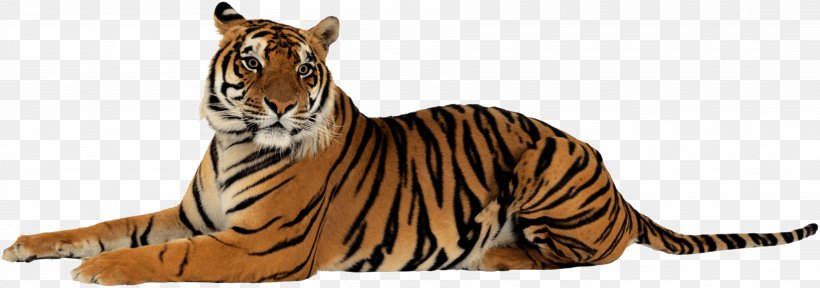 Jim Corbett National Park Lion Sumatran Tiger Project Tiger Felidae, PNG, 3638x1281px, Jim Corbett National Park, Animal Figure, Bengal Tiger, Big Cat, Big Cats Download Free
