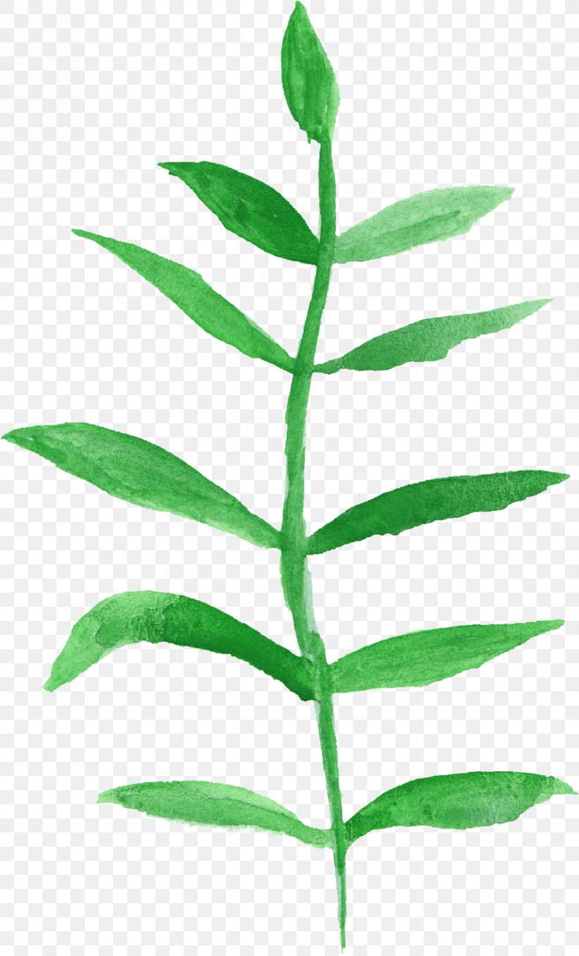 Leaf Watercolor Painting Plant Stem, PNG, 917x1516px, Leaf, Branch, Com, Flower, Herb Download Free