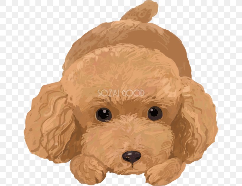 Toy Poodle Miniature Poodle Goldendoodle Cockapoo, PNG, 660x628px, Toy Poodle, Breed, Carnivoran, Cockapoo, Companion Dog Download Free