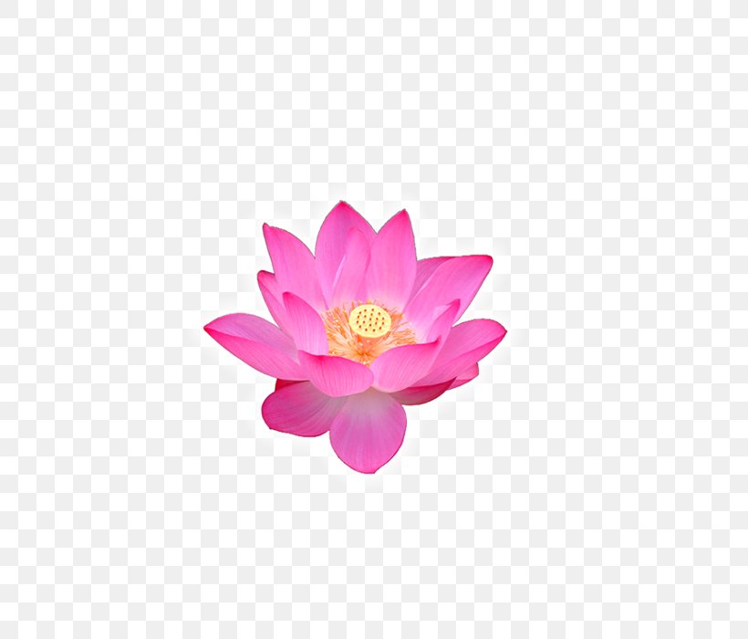 Volga Delta Nelumbo Nucifera Buddhism Flower, PNG, 700x700px, Volga Delta, Aquatic Plant, Buddhism, Buddhist Music, Child Download Free