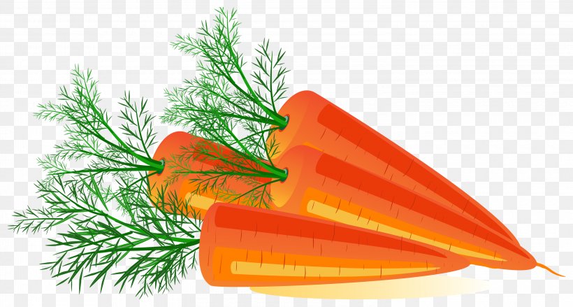 Carrot Orange Flower Tree, PNG, 3000x1609px, Carrot, Flower, Food, Herb, Orange Download Free