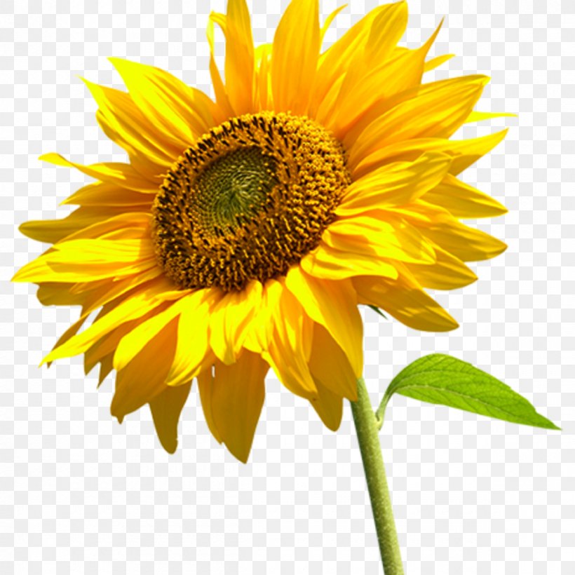 Desktop Wallpaper Clip Art, PNG, 1200x1200px, Common Sunflower, Annual Plant, Asterales, Daisy Family, Display Resolution Download Free