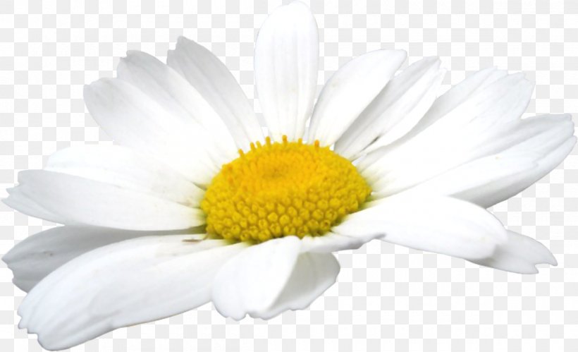 German Chamomile Oxeye Daisy Clip Art, PNG, 1200x731px, German Chamomile, Art, Cartoon, Chamaemelum Nobile, Chrysanths Download Free