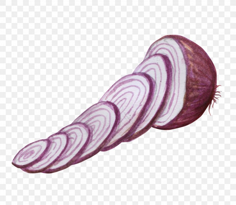 Onion Vegetable Watercolor Painting, PNG, 2300x2000px, Onion, Chinese Cabbage, Color, Painting, Purple Download Free