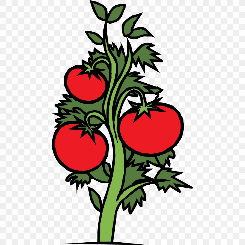Cherry Tree, PNG, 2400x2400px, Heirloom Tomato, Aubergines, Cherry Tomato, Corn, Drawing Download Free