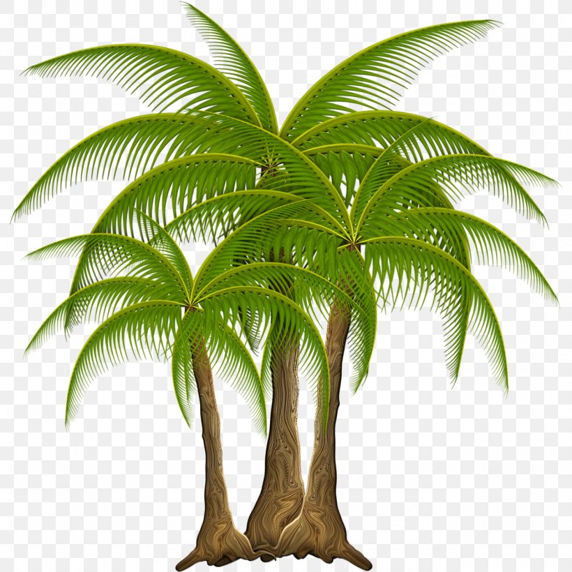 Coconut Babassu Leaf Nata De Coco, PNG, 1280x1280px, Coconut, Arecaceae, Arecales, Attalea, Attalea Speciosa Download Free