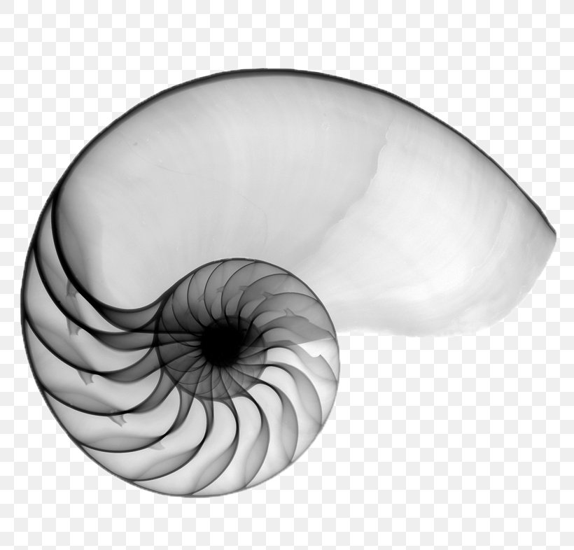 Golden Ratio, PNG, 786x786px, Seashell, Art, Canvas, Cephalopod, Chambered Nautilus Download Free