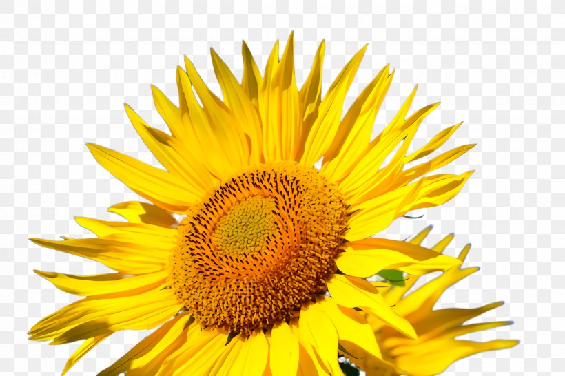 Library Cartoon, PNG, 2448x1632px, Sunflower, Annual Plant, Asterales, Blog, Bloom Download Free