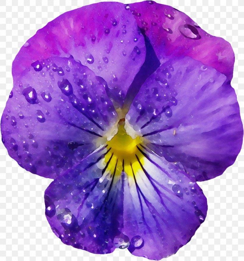 Purple Watercolor Flower, PNG, 950x1014px, Watercolor, Cut Flowers, Drop, Flower, Flower Bouquet Download Free