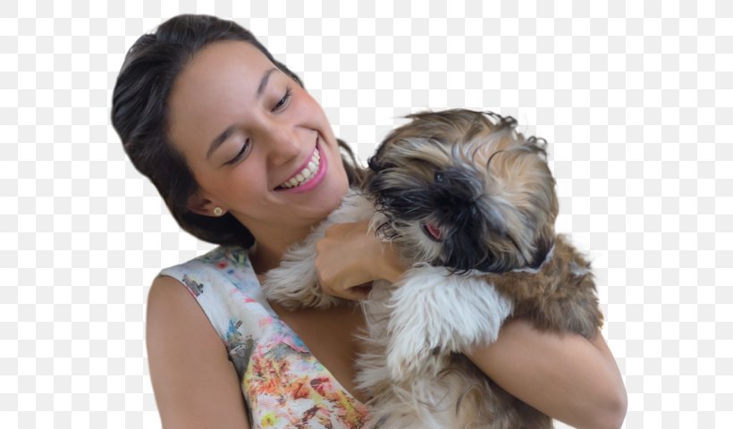 Schnoodle Shih Tzu Morkie Havanese Dog Puppy, PNG, 640x480px, Schnoodle, Breed, Breed Group Dog, Carnivoran, Companion Dog Download Free