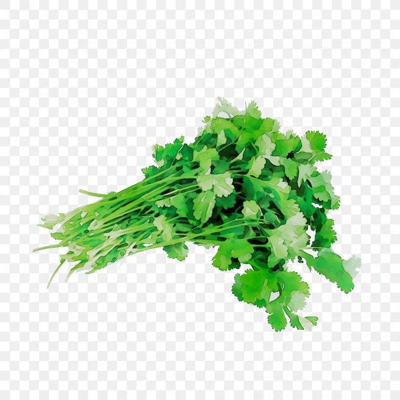 Coriander Parsley Herbalism Rapini, PNG, 1440x1440px, Coriander, Chervil, Chinese Celery, Flower, Flowering Plant Download Free