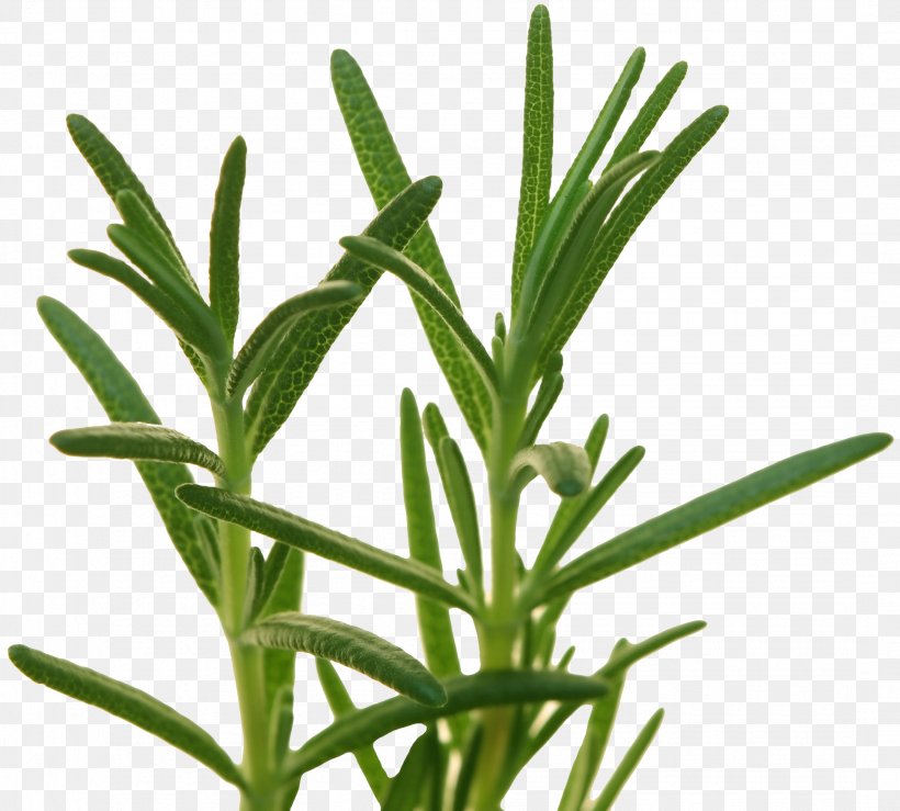 Herb Rosemary Food Flavor Recipe, PNG, 2157x1944px, Herb, Cooking, Coriander, Definition, Essential Oil Download Free