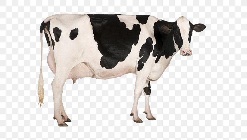 Holstein Friesian Cattle Jersey Cattle Stock Photography Dairy Farming Dairy Cattle, PNG, 650x466px, Holstein Friesian Cattle, Calf, Cattle, Cattle Like Mammal, Cow Goat Family Download Free