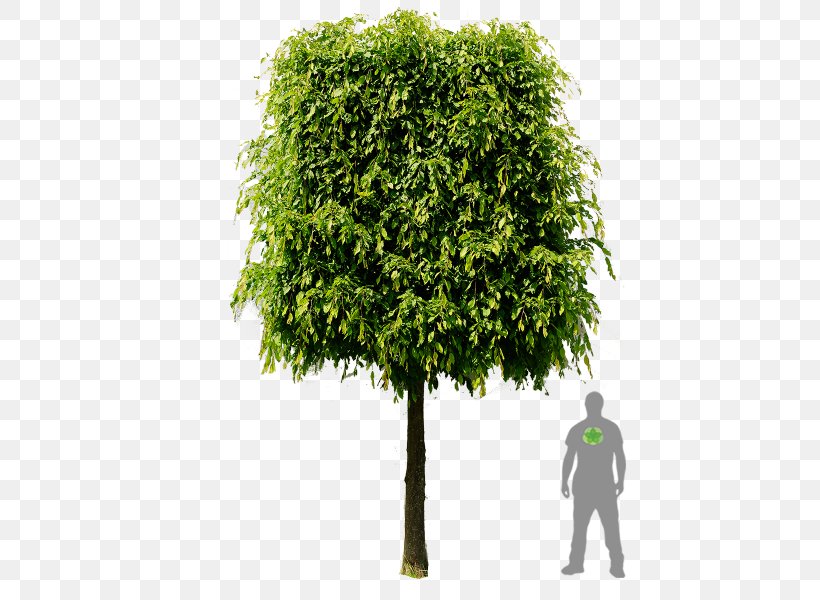 Shrub European Hornbeam Branch Tree Hedge, PNG, 450x600px, Shrub, Branch, Cherry Laurel, Espalier, European Beech Download Free