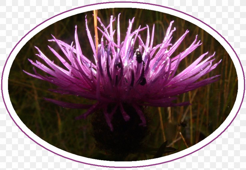 Tocil Wood And Nature Reserve Gibbet Hill Grill July Flower, PNG, 832x575px, Tocil Wood And Nature Reserve, Common Moorhen, Flower, Flowering Plant, Gibbet Hill Grill Download Free