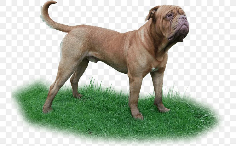 Valley Bulldog Bullmastiff Dorset Olde Tyme Bulldogge Olde English Bulldogge, PNG, 744x508px, Valley Bulldog, Ancient Dog Breeds, Breed, Bulldog, Bullmastiff Download Free