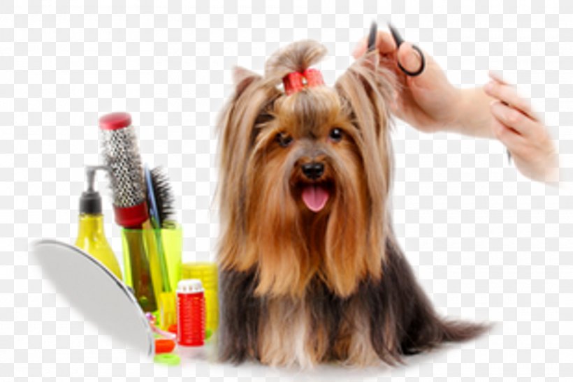 Dog Groomer Barber Cosmetologist Veterinarian, PNG, 1920x1282px, Dog, Animal, Animal Training, Barber, Biewer Terrier Download Free