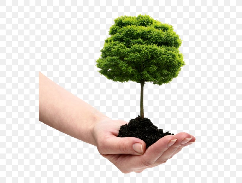 Dujets Tree Experts Inc. Tree Planting Arborist Shrub, PNG, 556x620px, Dujets Tree Experts Inc, Arborist, Evergreen, Flowerpot, Grass Download Free
